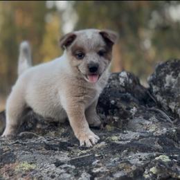 Spider-Man - Red speckled male Australian Cattle Dog puppy in Edwall, Washington from Firecreek Farm & Designs