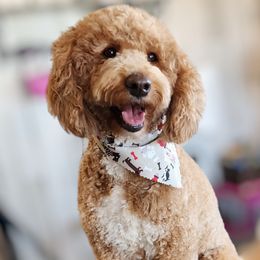 Rosie - Aussiedoodle