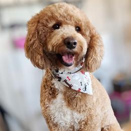 Rosie - Aussiedoodle