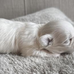 Maltese All Grown Up from MiaMiaMaltese Colorado