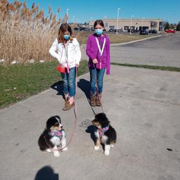 Australian Shepherd Puppies from Platinum Edition