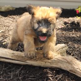 Australian Shepherd and Soft Coated Wheaten Terrier Puppies from Ironwood Ridge Kennels
