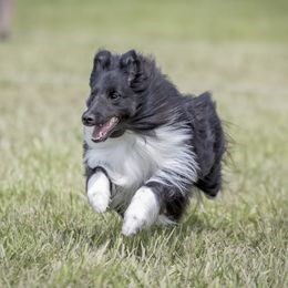 Shetland Sheepdog puppies from Alinost