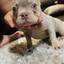 French Bulldog All Grown Up from GC Bulldogs
