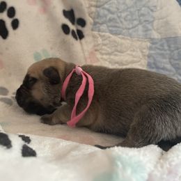Girl 1 - Cream female Boerboel puppy in Mansfield, Texas from Dynasty Blue Ridge Boerboel