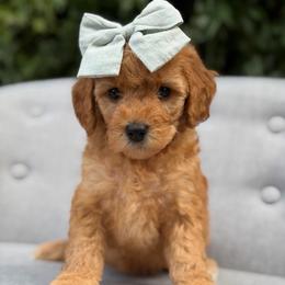Patsy - Red  female Goldendoodle puppy in Queen Creek, Arizona from Goldendoodle AZ