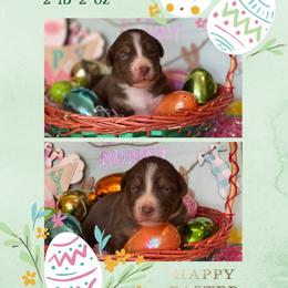 Shandy - Red tri-color female Australian Shepherd puppy in Marshall, Virginia from Greywood Farm Aussies