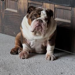 Masha - Bulldog