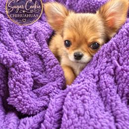 Chihuahua Puppies from Sugar Cookie Chihuahuas