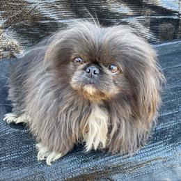 Sassy - Pekingese