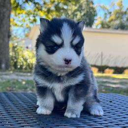 Sorin - Black and white male Pomsky puppy in Boonville, Indiana from Elysian Pomskies