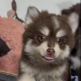 Woody - Chocolate male Pomsky puppy in Spring Hill, Florida from PDQ Pomskies