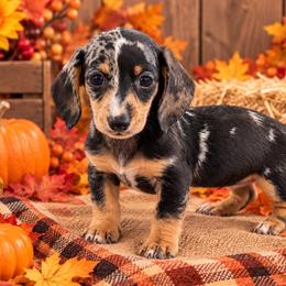 Montgomery - Dapple male Dachshund puppy in Industry, Illinois from KDKs Kennels