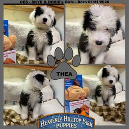 THEA - Black and white female Old English Sheepdog puppy in Charlo, Montana from Heavenly Hilltop Farm