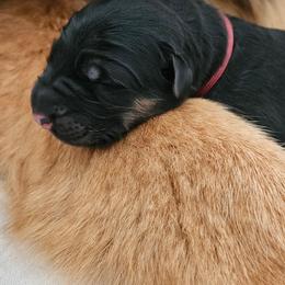 Burgundy - Black and red female German Shepherd puppy in Newaygo, Michigan from Sterley Shepherds