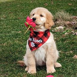Golden Retriever puppies from Shadomoon