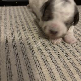 Aussiedoodle Puppies from LuckyDoodles