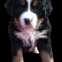 Bernese Mountain Dog Puppies from Willow Creek Bernese Mountain Dogs