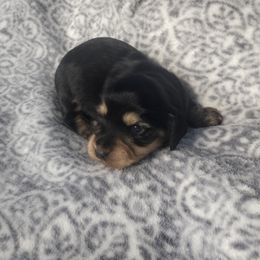 Dachshund Puppies from Katrina's Dachshunds