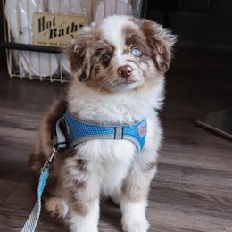 Miniature Australian Shepherd and Toy Australian Shepherd Puppies from Bar IV Aussies