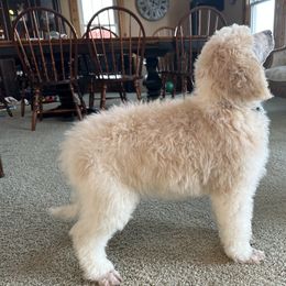 Pembroke Welsh Corgi and Poodle Puppies from Blue Diamond Kennel