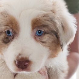 Australian Shepherd Puppies from NK Ranch Australian Shepherds