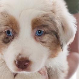 Australian Shepherd Puppies from NK Ranch Australian Shepherds