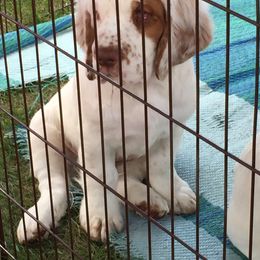 Clumber Spaniel Puppies from Tricklecreek Clumber Spaniels