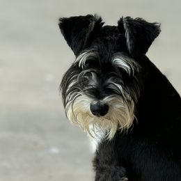 Tucker - Miniature Schnauzer
