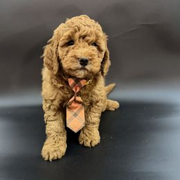 Boy 5 - Red  male Goldendoodle puppy in Sacramento, California from Goldendoodlesca