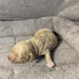 Shihpoo Puppies from Smol Beans Kennel