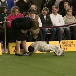 German Shorthaired Pointer All Grown Up from Windward German Shorthaired Pointers