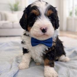 Oliver - Tri-color male Bernedoodle puppy in Ormond Beach, Florida from Florida Coast Doodles