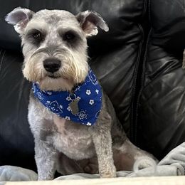 Miniature Schnauzers from The Greys