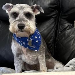 Miniature Schnauzers from The Greys