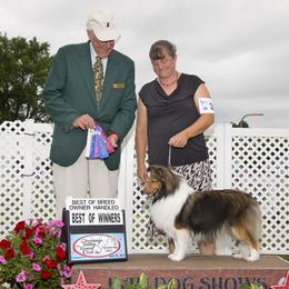 Briar - Shetland Sheepdog