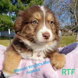 PEACH - Red tri Miniature Australian Shepherd puppy in Galesburg, Illinois from Blessed Knights Mini Aussies