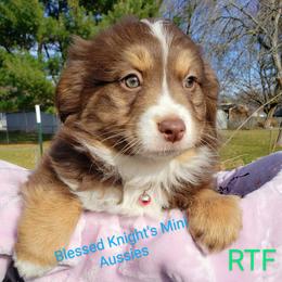 PEACH - Red tri Miniature Australian Shepherd puppy in Galesburg, Illinois from Blessed Knights Mini Aussies