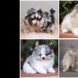 Pomeranian Puppies from My Precious Poms