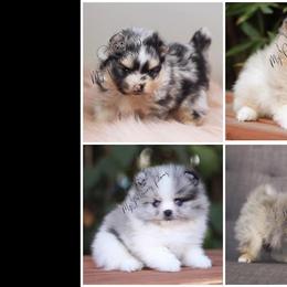 Pomeranian Puppies from My Precious Poms