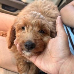 Goldie - Red  female Goldendoodle puppy in Philadelphia, Pennsylvania from Jah’s Retrievers