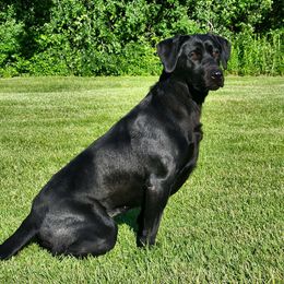 Jade - Labrador Retriever