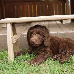 Purple - Chocolate female Australian Labradoodle puppy in Williamstown, New York from Lewis Manor Labradoodles