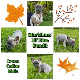 Starkhaus' Lil' Blue Bandit - Blue fawn male French Bulldog puppy in Pomfret Center, Connecticut from Starkhaus Rottweilers & Frenchies