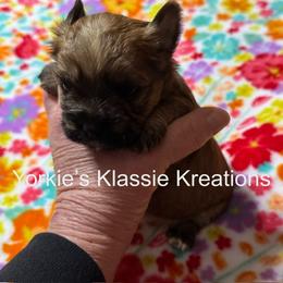 Esme - Gold female Yorkshire Terrier puppy in Dierks, Arkansas from Yorkie’s Klassie Kreations