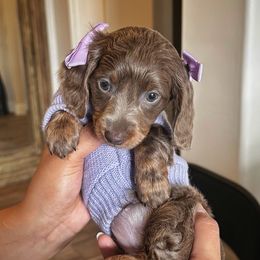 Honey - Dachshund