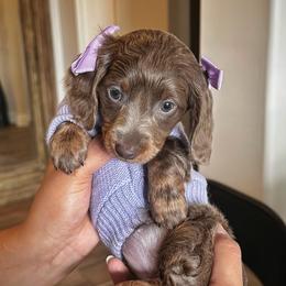 Honey - Dachshund