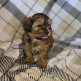 Miles - Brindle male Shorkie puppy in Willowsprings, Missouri from Real life Teddybears