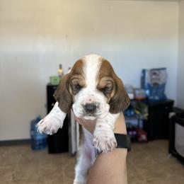 Boy 3 - Brown black and white male Basset Hound puppy in Las Animas, Colorado from J&D Dachsies
