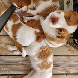 Brittany Puppies from Tommie Dahl